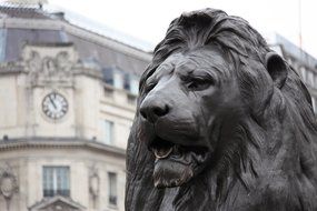 bronze lion statue on Trafalgar Square, london, england