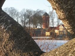 Trees in wintry nature