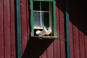 pigeons are sitting on a window