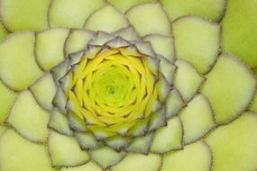 middle of succulent flower close up