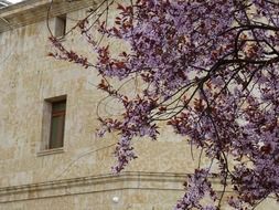 Salamanca in spring, Spain