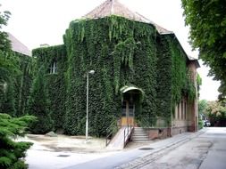green plants on the facade of the hospital
