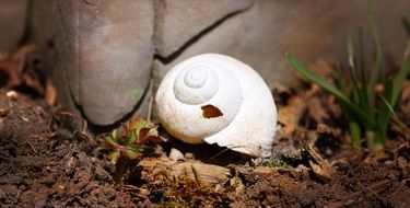 white house snails on the ground