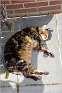 cat sleeping outdoor