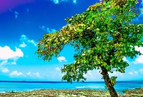 green tree on the beach