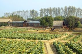 Agriculture in China