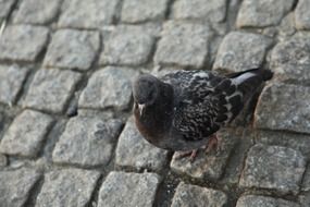 dove bird on a stone pavement close up