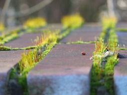 moss and grass in a brick wall