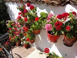 Beautiful hanging flowers in pots