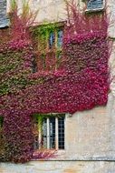 red boston ivy climbing by stone wall