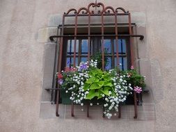 window flowers, sarrebourg