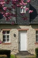 natural stone facade of a house and cherry blossom