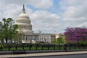 capitol building in park at spring, us, washington dc