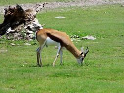 antelope in kansas city zoo