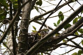 Empty bird nest on the tree close-up on blurred background