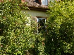 home window in bushes