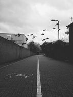 monochrome picture of flying pigeons in the city