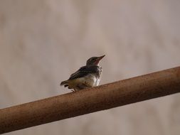 bird on the tube close up