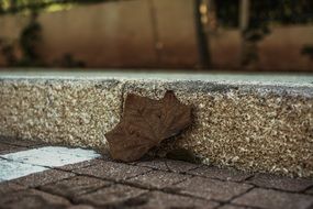 dry maple leaf on the road