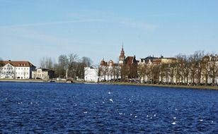 ducks on a lake in a city in Germany