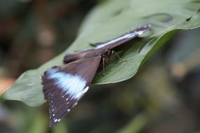 exotic tropical butterfly