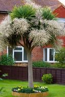 fluffy palm tree in front of the country house