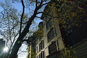 sunlight behind tree and building