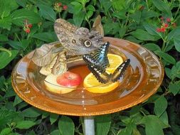 Butterfly House on Lake Constance