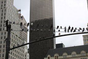 pigeons on wires against the background of a skyscraper