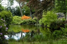 picturesque pond in the garden