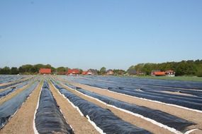 asparagus greenhouse field