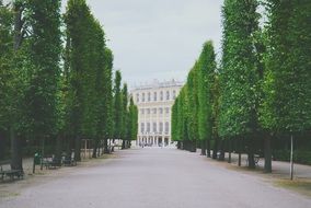 alley of trees with benches in the park