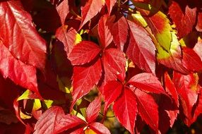 red autumn grape leaves