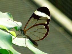 greta oto, butterfly with transparent wings on leaf