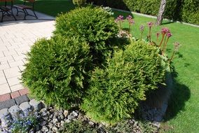 green bushes in a garden near the house