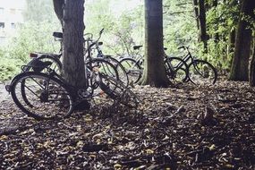 Bikes in a forest