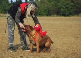 French mastiff with a girl among nature