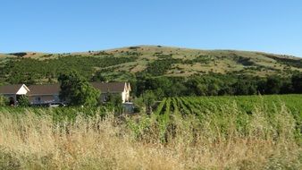 vineyards napa landscape