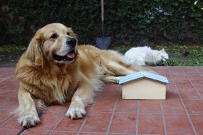 golden retriever and white cat