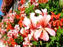 bright colorful garden flowers