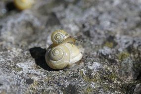 yellow snails crawl