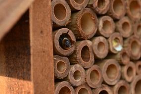 mason bee in the tube