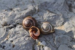 Spiral shells in nature