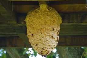 the hive wasps nest