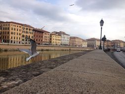 seagull over the river in the italian city