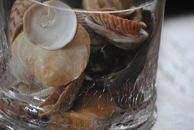 extraordinarily beautiful seashells glass