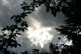 tree branches silhouettes against a stormy evening sky