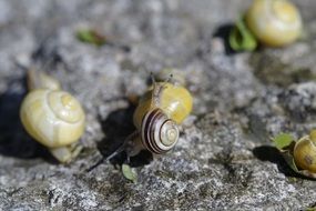 snails closeup