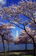 japanese cherry trees, washington