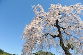 cherry blossom in the city park in the forbidden city